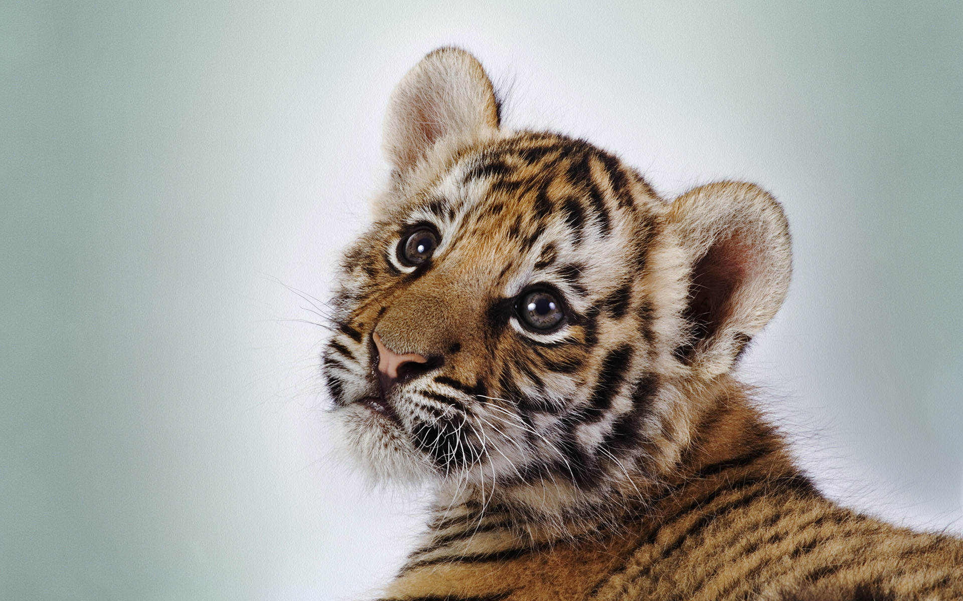 Cute Tiger Cub97419509 - Cute Tiger Cub - Tiger, Seabird, Cute